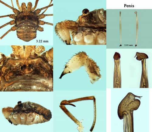 Réf. 197 740 : Dicranopalpus ramosus
